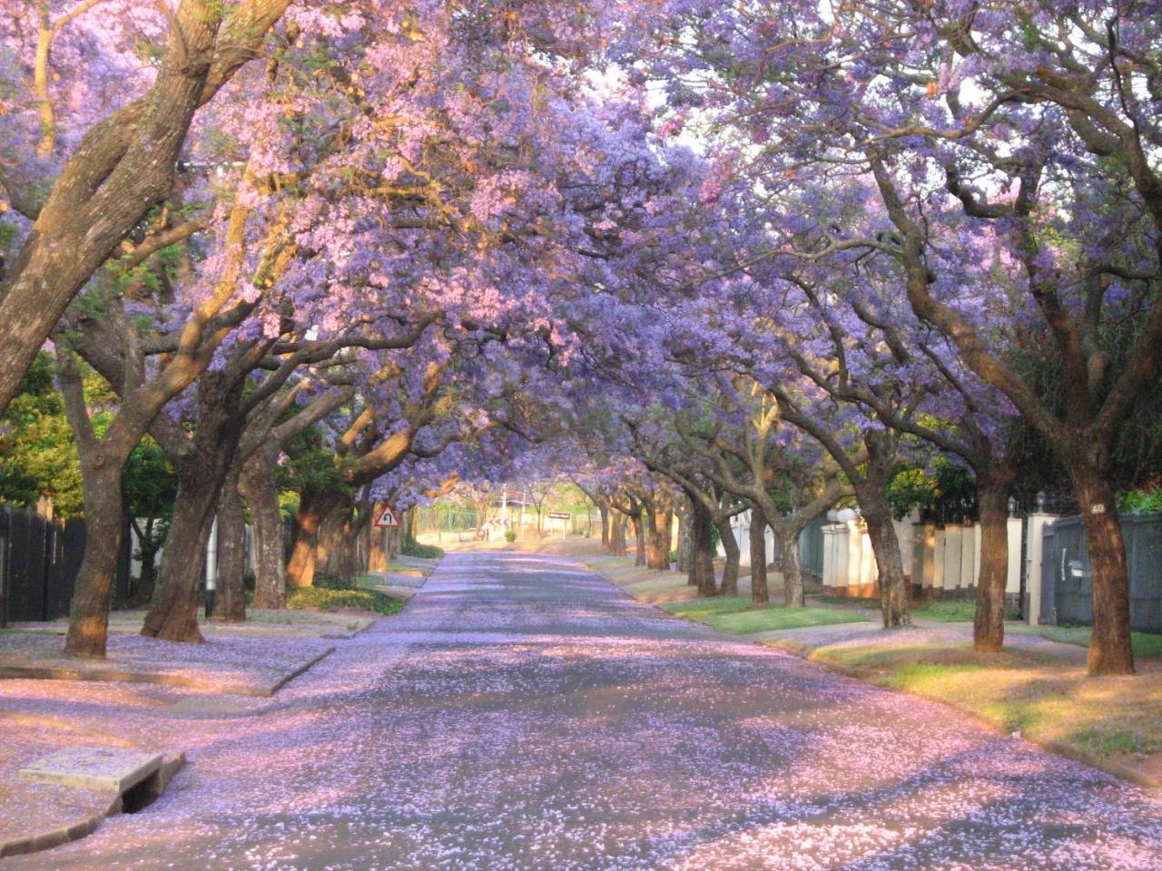 3@Marion Guest House Pretoria-Noord Exteriér fotografie
